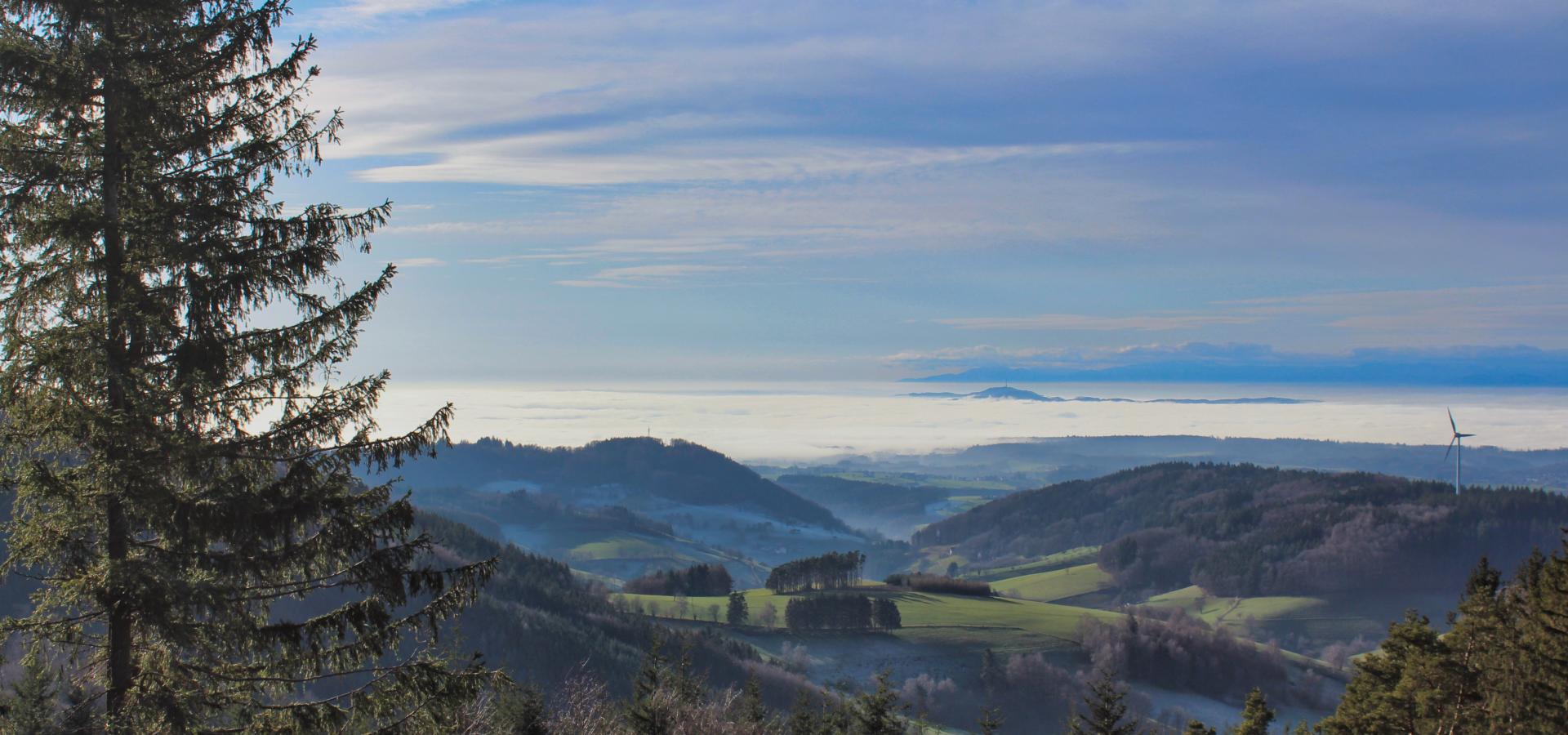 Schwarzwald bei Buchenbach Schwarzwald bei Buchenbach